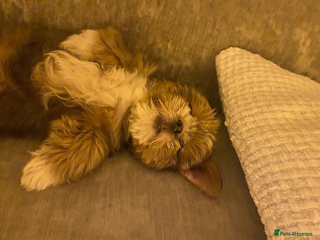 Shih Tzu dogs for sale: Last little girl available  - Advert 5