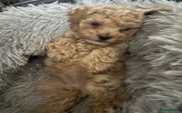 Maltipoo dogs for sale: F1 Maltipoo , only boy 💙 - Image 4