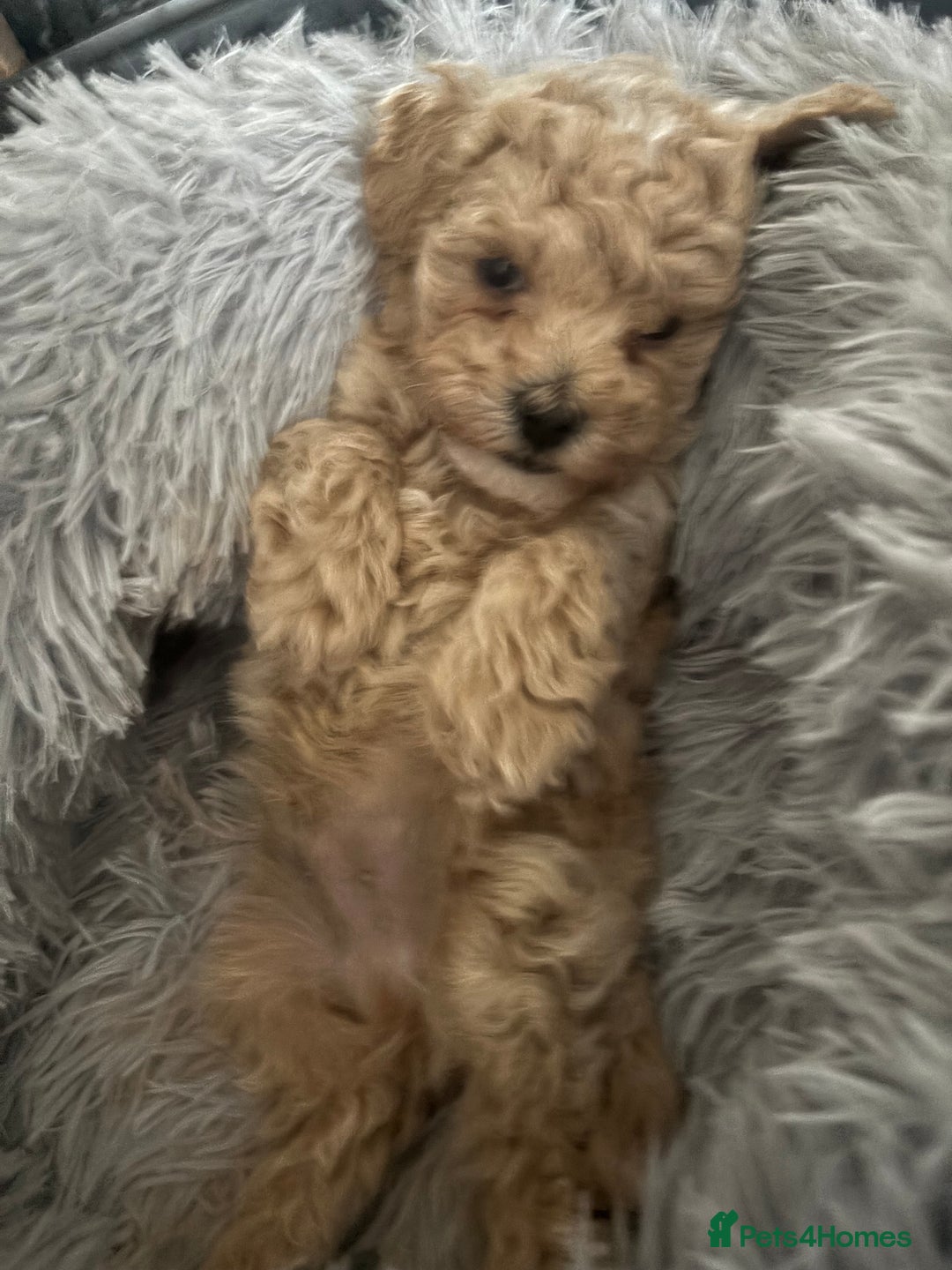 Maltipoo dogs for sale: F1 Maltipoo , only boy 💙 - Image 4