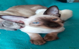 Oriental cats for sale: Full Pedigree Oriental 2 Kittens XL size ears GCCF - Image 14