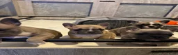 French Bulldog dogs for sale: 3 beautiful French bulldog puppies - Advert 5