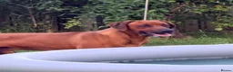 Rhodesian Ridgeback dogs for sale: European Champion Pedigree KC  - Advert 17