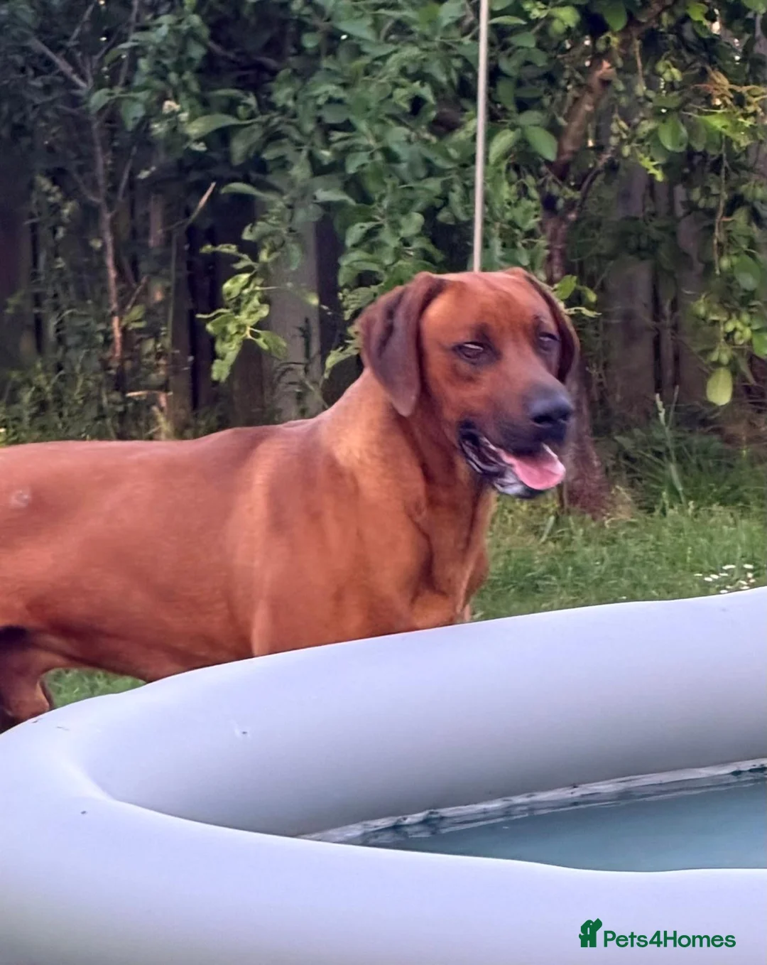 Rhodesian Ridgeback dogs for sale: European Champion Pedigree KC  - Advert 17