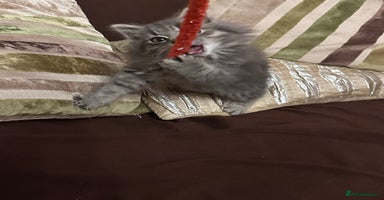 Mixed Breed cats Stunning fluffy grey boy - Advert 4