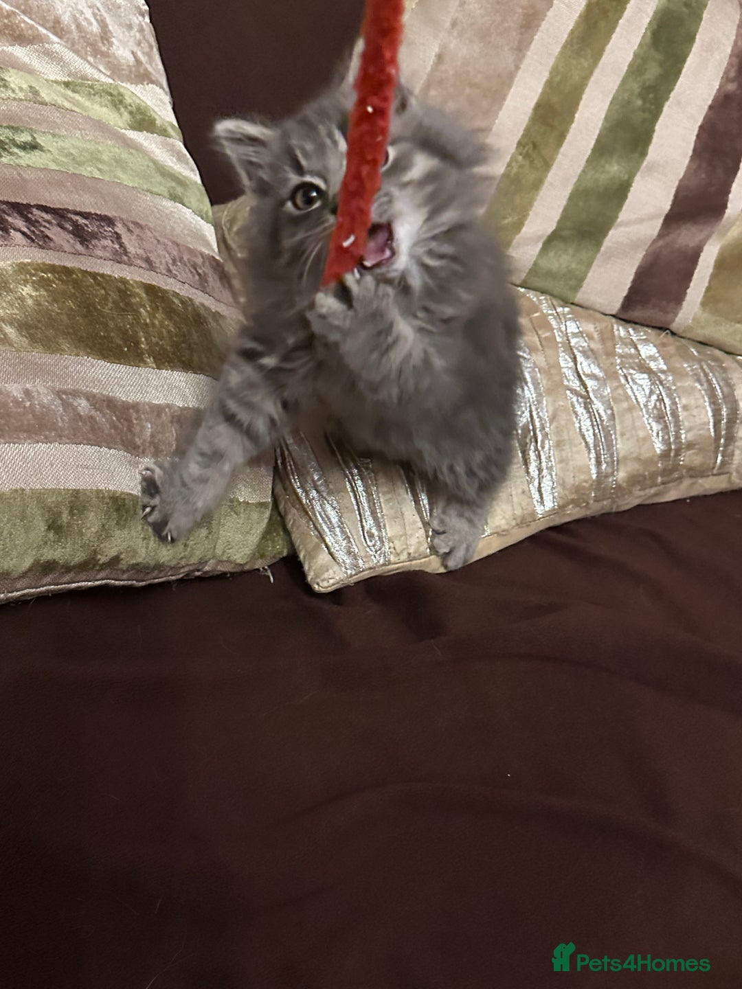 Mixed Breed cats for sale: Stunning fluffy grey boy - Advert 3