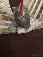 Mixed Breed cats Stunning fluffy grey boy - Advert 4