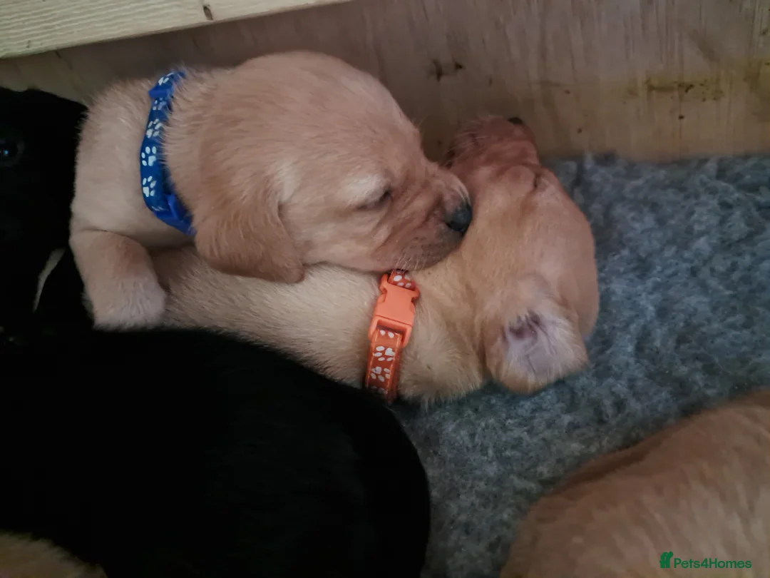 Labrador Retriever dogs for sale: Labrador Puppies - Advert 28