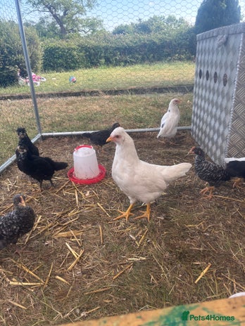 Chickens poultry - Advert 15