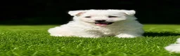 West Highland Terrier dogs for sale: Adorable West Highland terrier puppy - Advert 8
