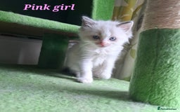 Ragdoll cats for sale: GCCF Gorgeous Pure Pedigree Ragdoll Kittens - Image 3