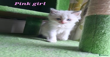 Ragdoll cats - Advert 1