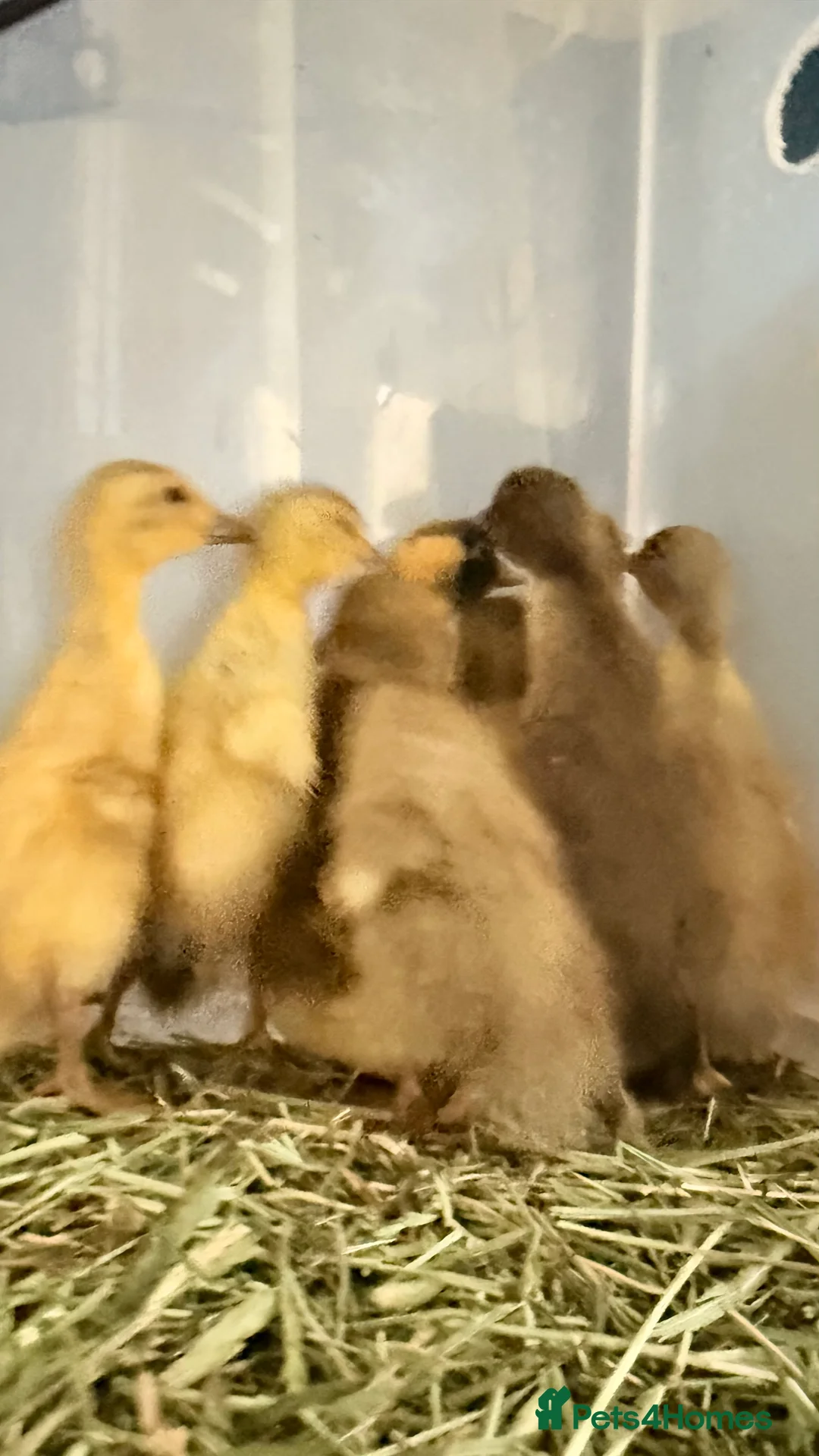 Ducks poultry for sale: Runner Duck Hatching Eggs x6 or x12 Available Now - Advert 2