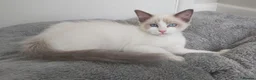 Ragdoll cats for sale: RAGDOLL BICOLOUR GIRL BLUE EYES READY NOW  - Advert 4