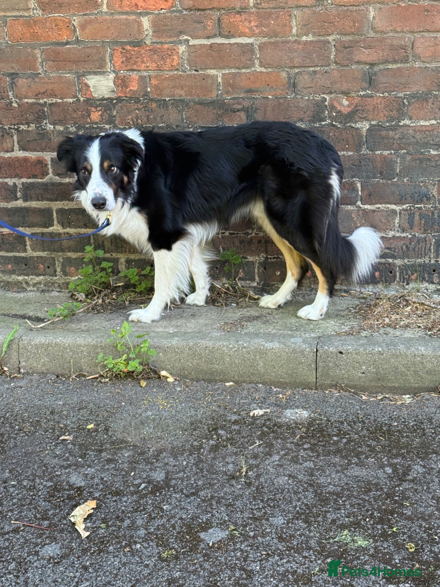 Border Collie dogs Large Tri color border collie STUD  - Advert 2