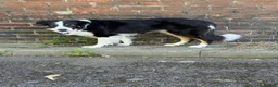 Border Collie dogs for stud: Large Tri color border collie STUD  in Deeside - Advert 2