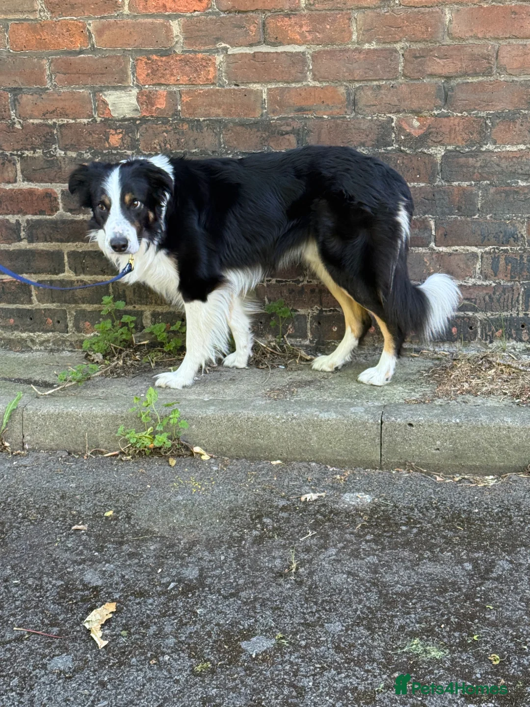 Border Collie dogs for stud: Large Tri color border collie STUD  in Deeside - Advert 2