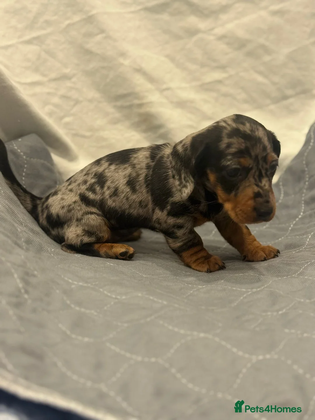 Dachshund dogs for sale: Miniature dashhound  - Advert 14