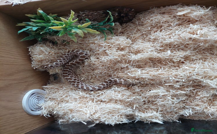Snake reptiles - Advert 2