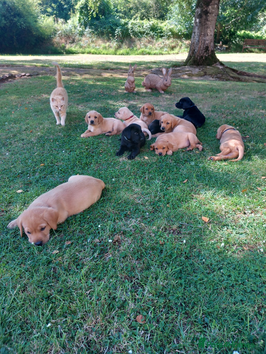 Labrador Retriever dogs for sale: Gorgeous KC registered puppies - Image 1