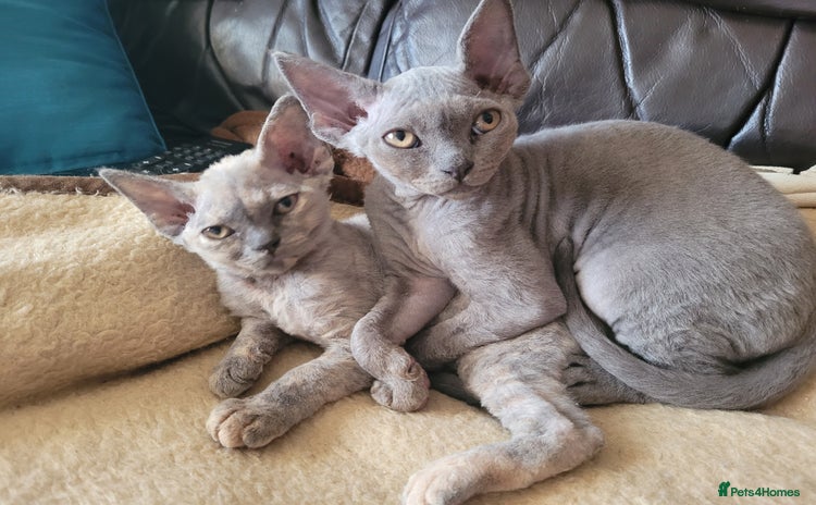 Devon Rex cats - Advert 1