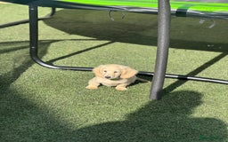 Miniature Dachshund dogs for sale: 🐾KC CREAM Long haired miniature dachshund  - Image 4