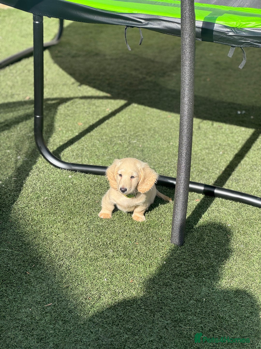 Miniature Dachshund dogs for sale: 🐾KC CREAM Long haired miniature dachshund  - Image 4