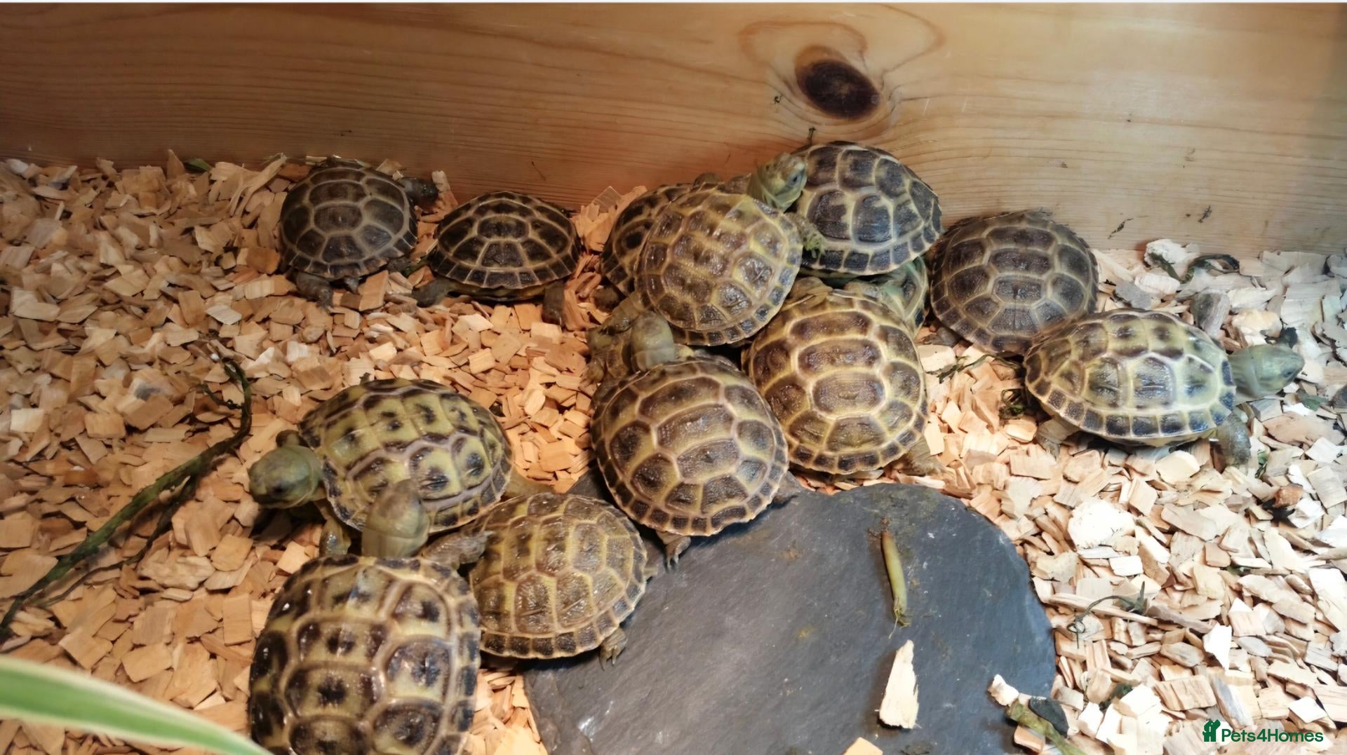 Tortoise reptiles for sale: Baby horsefield tortoise  - Advert 2