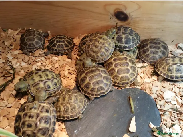 Tortoise reptiles for sale: Baby horsefield tortoise - Advert 2