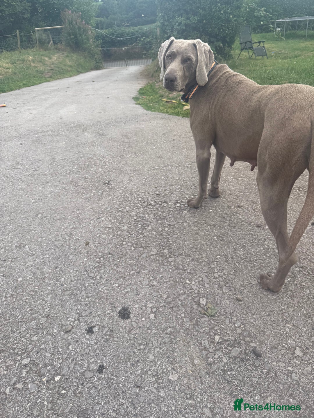 Mixed Breed dogs for sale: Weimarna x sprocker  - Image 5