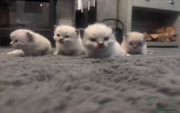 Ragdoll cats for sale: Gorgeous pedigree Ragdoll kittens  - Image 19