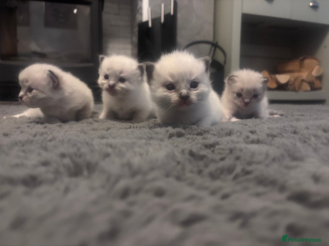Ragdoll cats for sale: Gorgeous pedigree Ragdoll kittens  - Image 19