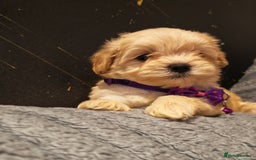 Maltipoo dogs for sale: Miniature Maltipoo Ready to Go - Image 21