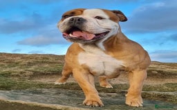 Olde English Bulldogge dogs for sale: Stanley - Image 3
