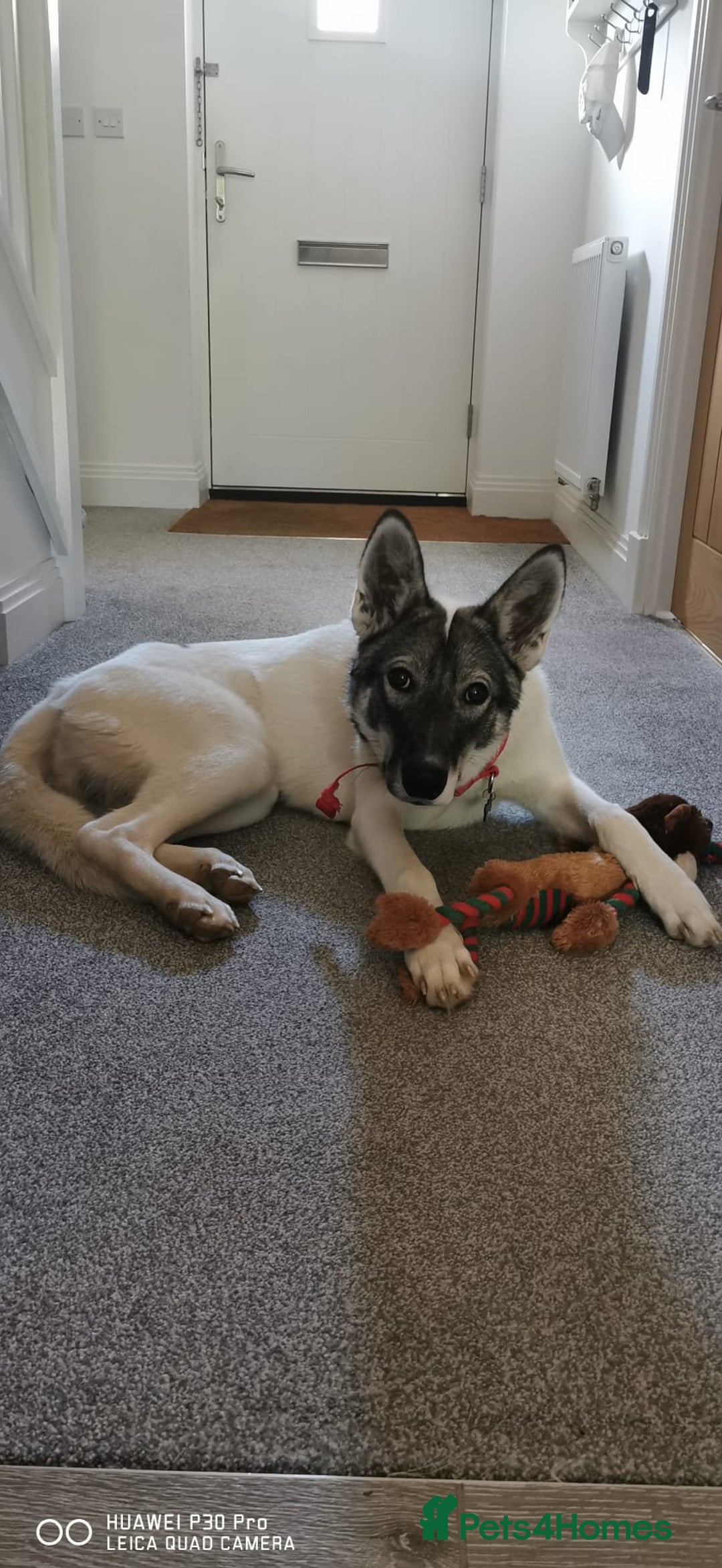 Siberian Husky dogs for sale: Our amazing Siberian Husky "Rocky" - Advert 6