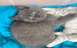 Mixed Breed cats for sale: Clever kittens need a new home  - Image 13