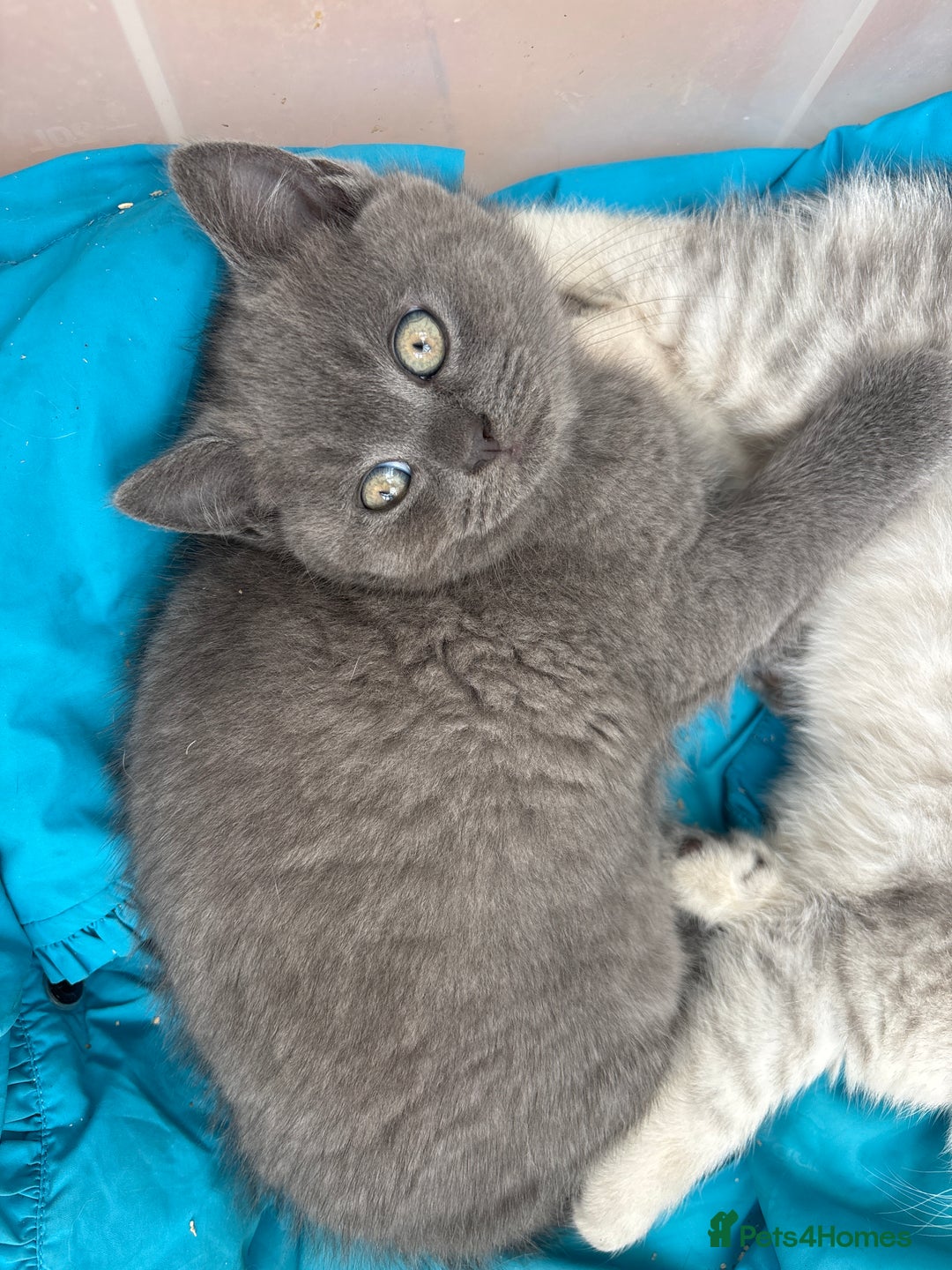 Mixed Breed cats for sale: Clever kittens need a new home  - Image 13