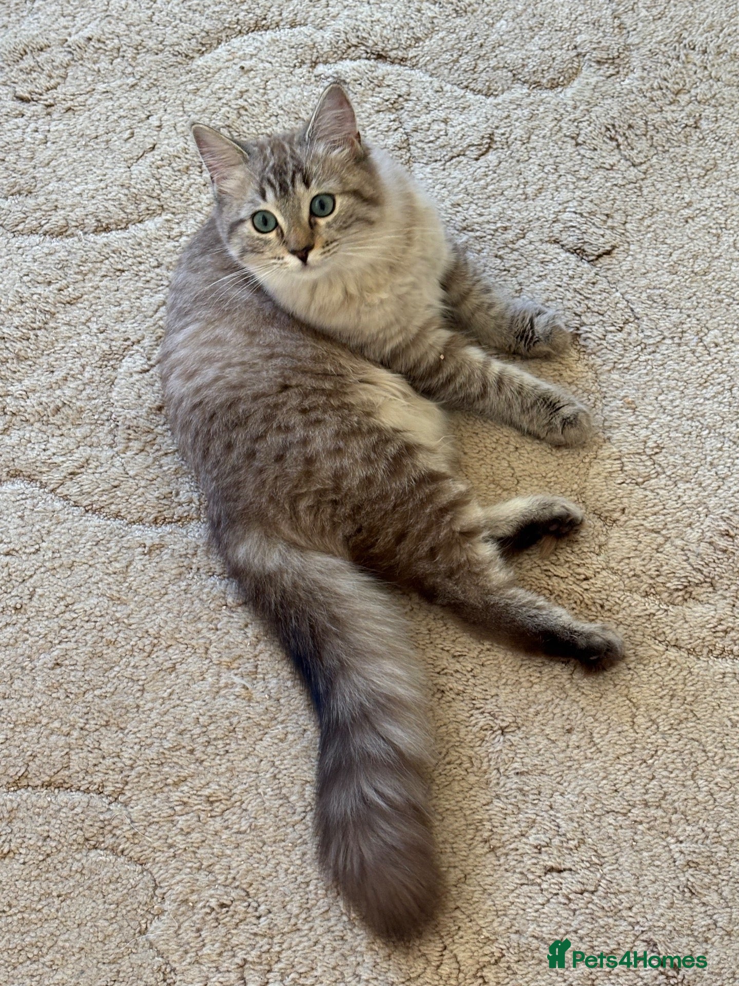 Ragdoll cats for sale: FAWN POINT & ACTIVE CHOCOLATE MINK GIRL AVAILABLE  - Advert 2