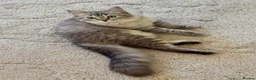 Ragdoll cats for sale: ACTIVE FAWN POINT GIRL AVAILABLE  in Norwich - Advert 8