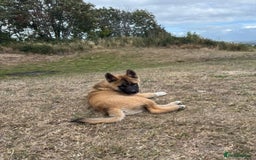 Mixed Breed dogs for sale: Beautiful Malamute x akita puppies  - Image 4