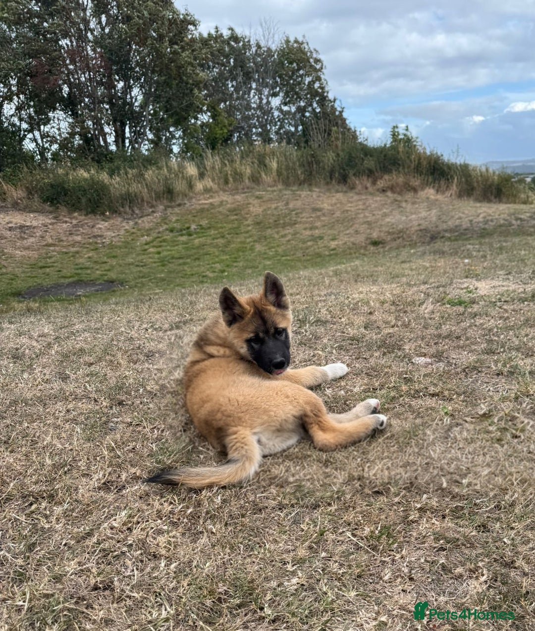 Mixed Breed dogs for sale: Beautiful Malamute x akita puppies  - Image 4