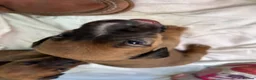 Mixed Breed dogs for sale: Puppies Lakeland x Patterdale in Bury Saint Edmunds - Advert 4
