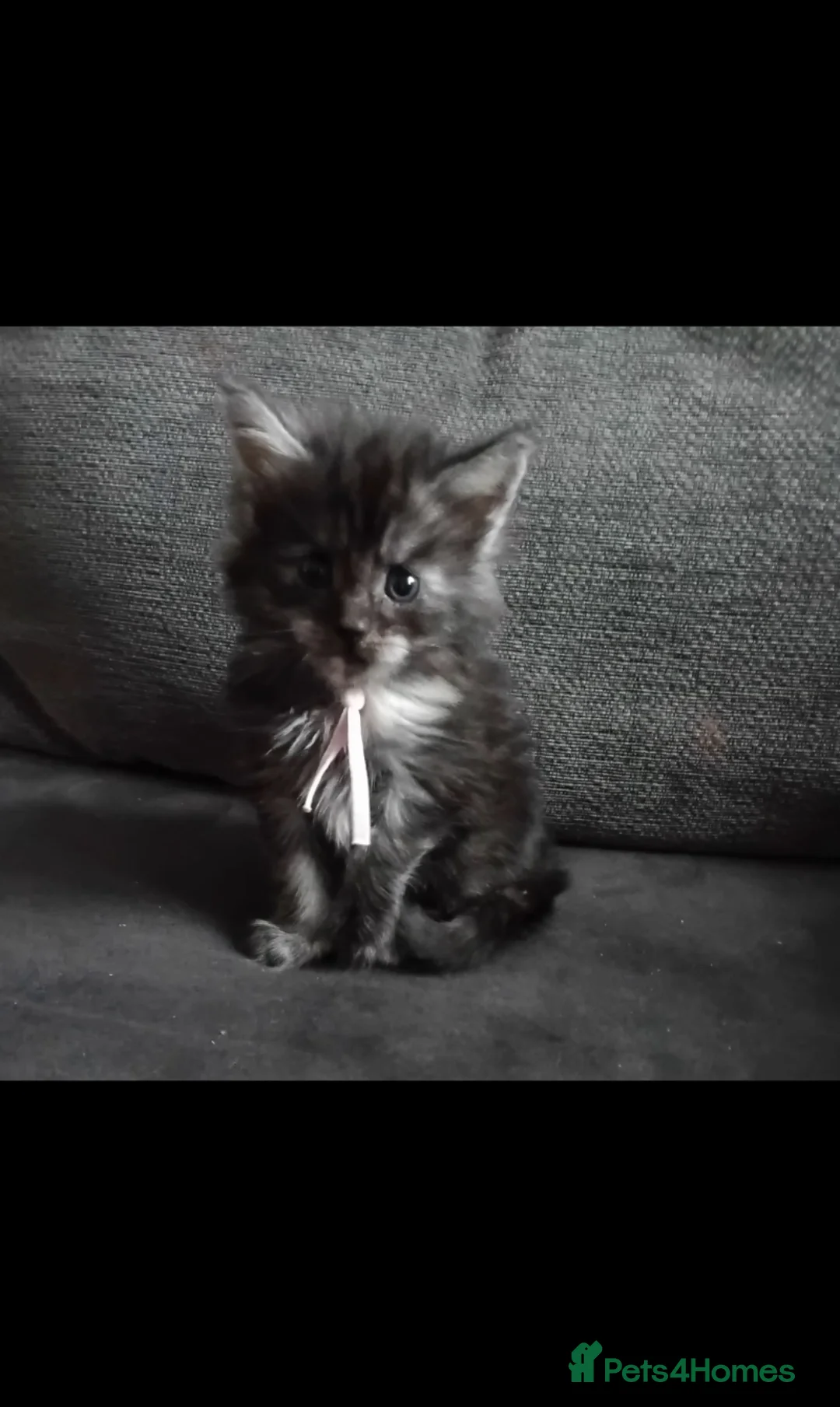 Maine Coon cats for sale: Stunning mainecoon kittens available  - Advert 6