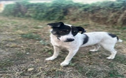 Mixed Breed dogs for adoption: PATROCLE – a Lovely boy for a Loving Home - Image 17