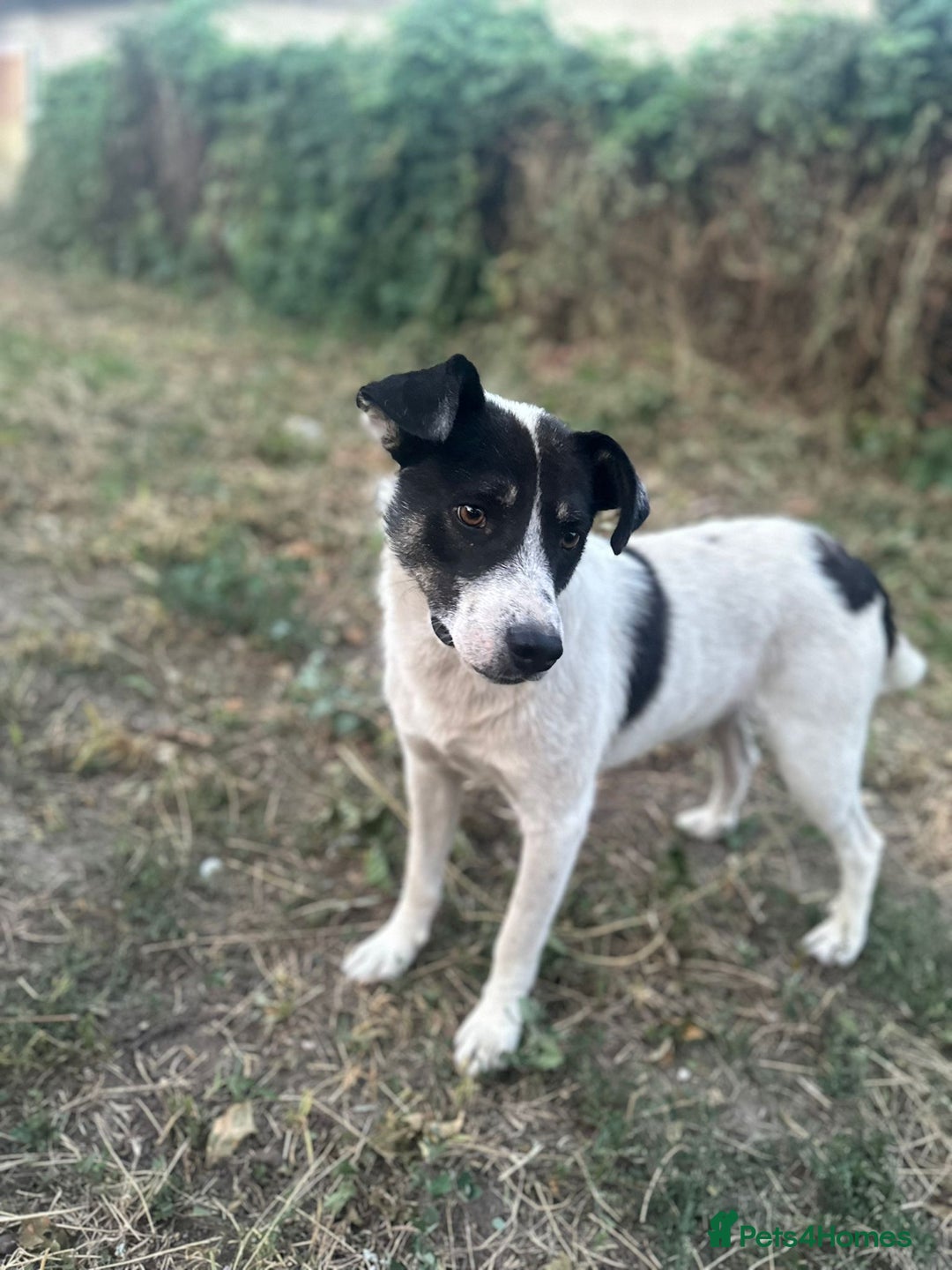 Mixed Breed dogs for adoption: PATROCLE – a Lovely boy for a Loving Home - Image 17