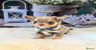 Chihuahua dogs - Advert 10