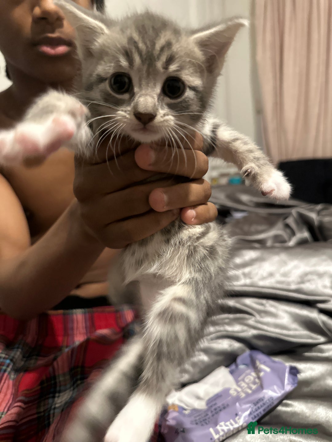American Shorthair cats for sale: Beautiful kittens for sale - Image 5