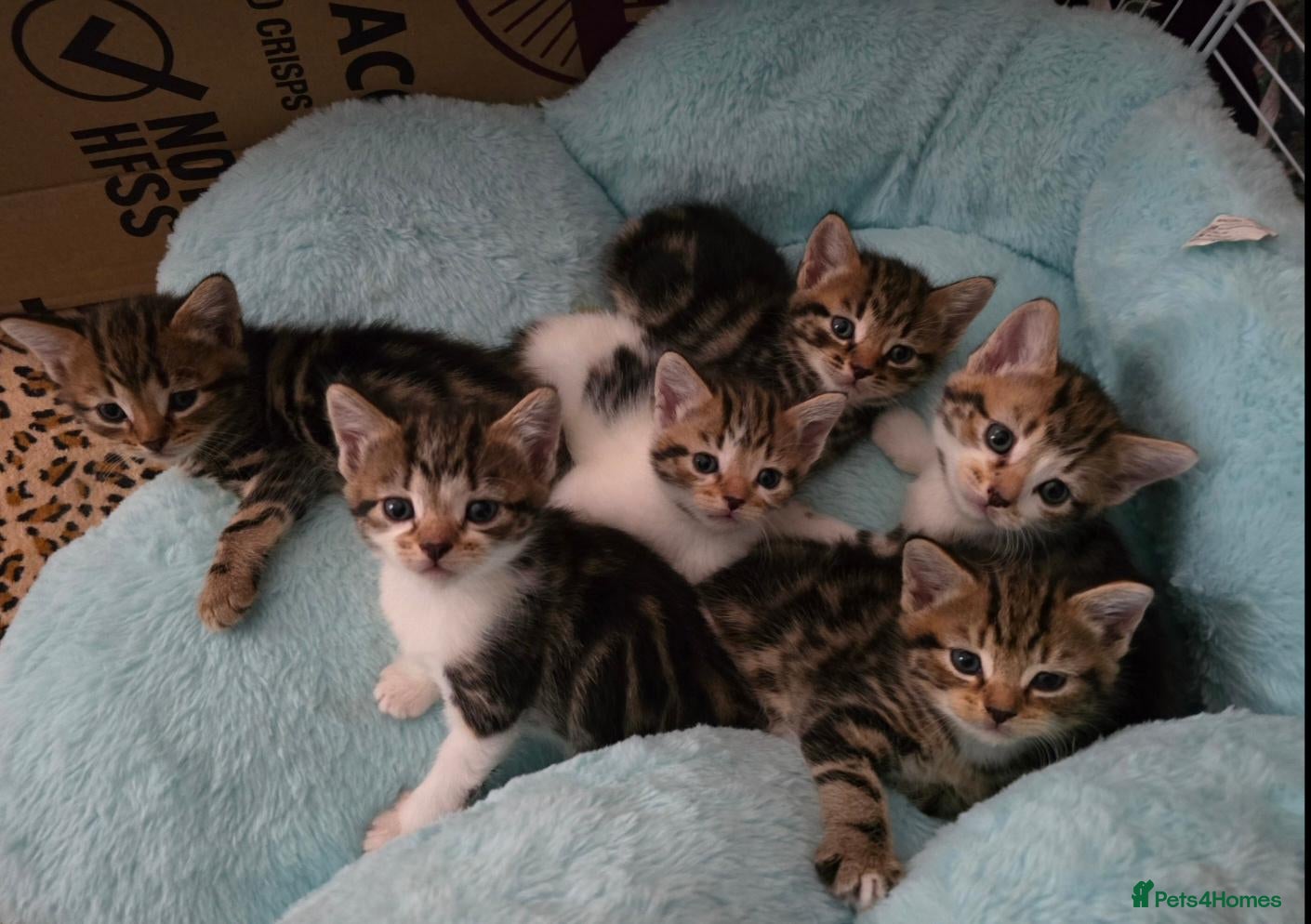 Mixed Breed cats 🐾 6 Beautiful Tabby Kittens 🐾 - Advert 2