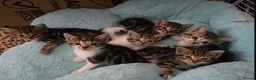 Mixed Breed cats for sale: 🐾 6 Beautiful Tabby Kittens 🐾 - Advert 1