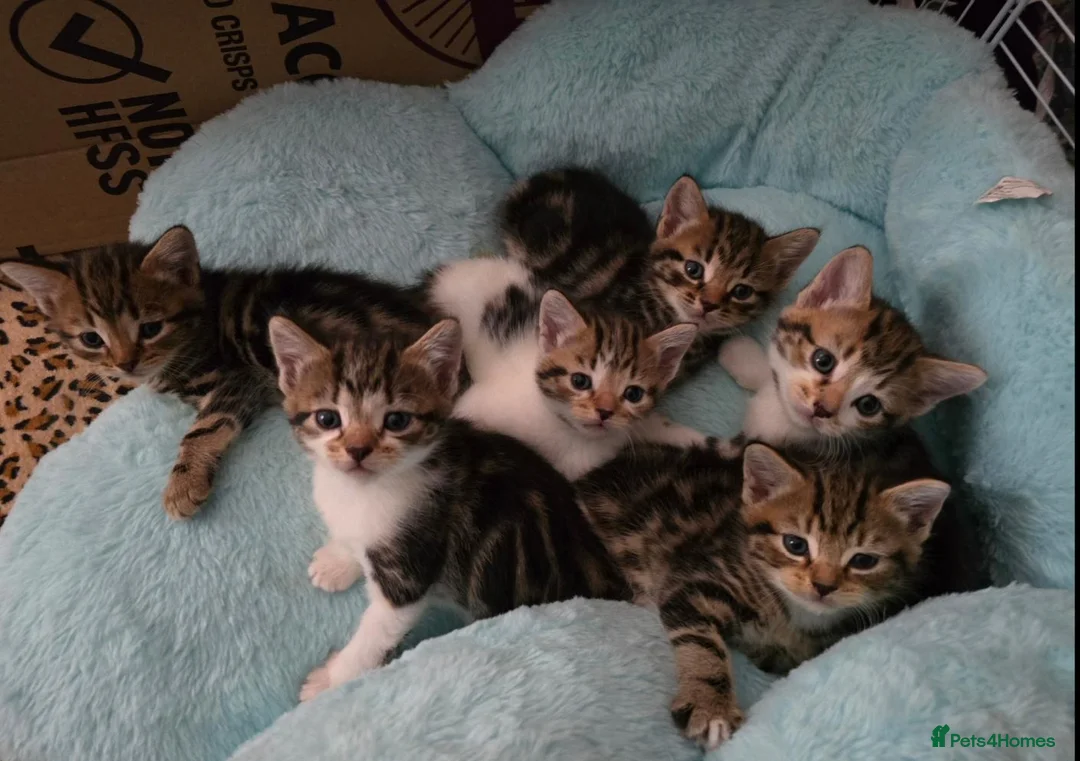 Mixed Breed cats for sale: 🐾 6 Beautiful Tabby Kittens 🐾 - Advert 1