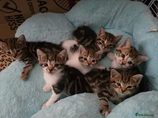 Mixed Breed cats 🐾 6 Beautiful Tabby Kittens 🐾 - Advert 2